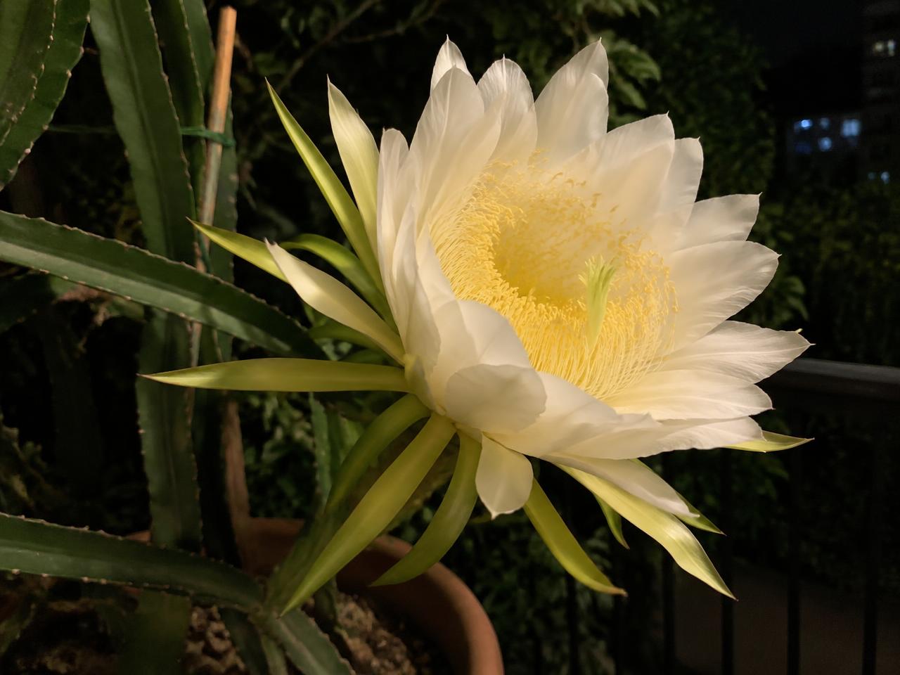 Flor de pitaya aberta à noite (imagem ilustrativa)